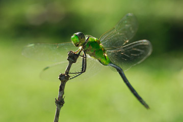 Libellula