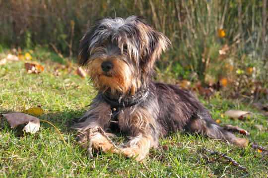 Kleiner Yorkie