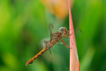 Libellula