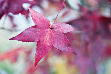 American Sweetgum