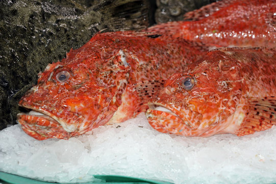 Escorpora