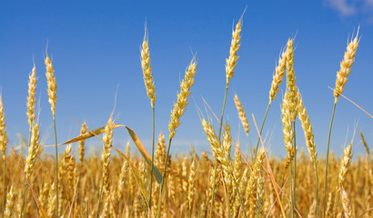 Wheat before harvest (yield's field).