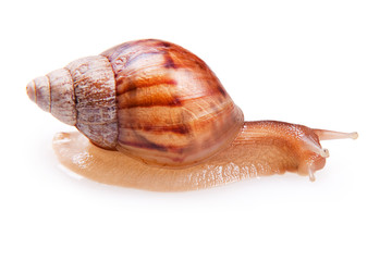Snail isolated on a white background.