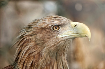Portrait of eagle