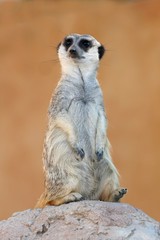 Meerkat or Suricate