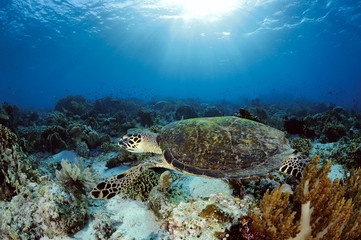 Fototapeta na wymiar Sea turtle and sun at the background