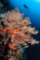 Fototapeta na wymiar A panaromic view of soft corals and underwater world