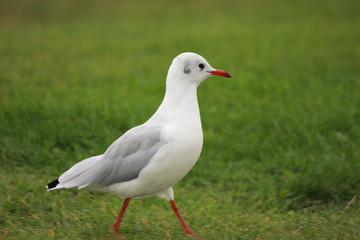 black-headed gull