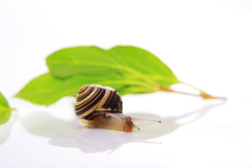 snail and green leafs on white
