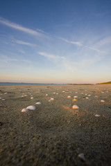 many shells on a beach