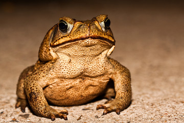 Big brown toad
