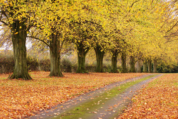 Autumn in an English Park