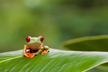 Selbstklebende Fototapete Frosch rotäugiger Laubfrosch auf Blatt