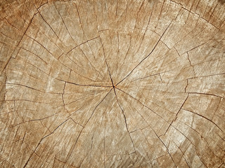 Fototapeta premium tree stump background