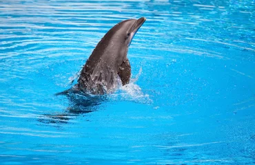 Meubelstickers dolfijn spring uit het water © olga demchishina