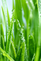 Dew drop on a green grass
