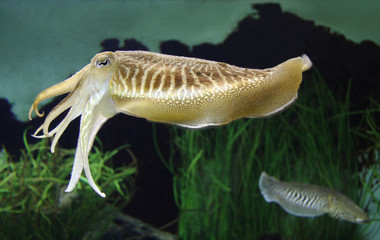 Cuttlefish - obrazy, fototapety, plakaty