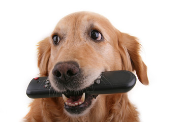 Carrelage Photo Chien