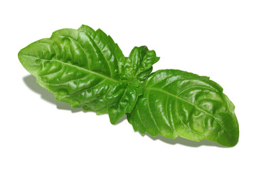 Basil