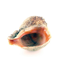 Sea shell