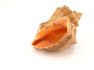 Sea shell