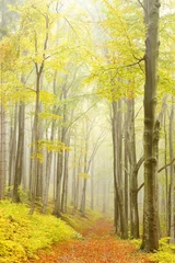 Tuinposter Autumnal forest with beech trees with fog in the distance © Aniszewski