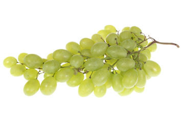 Branch of green grapes