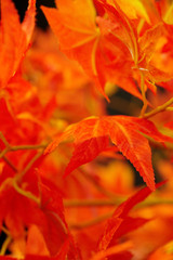 beautiful red leaves. macro shot