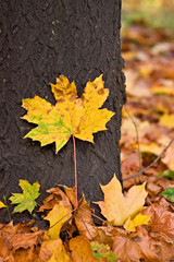 autumnal tree fragment