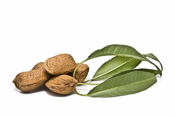 Almendras y rama de almendro.