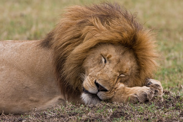 Lion Sleeps Tonight