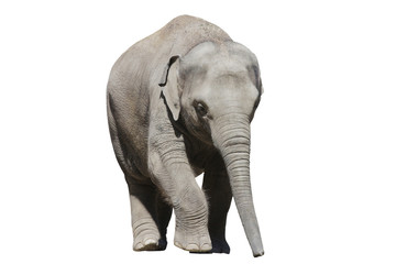 Elefant wd232 © Werner Dreblow