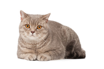 Obraz premium British cat