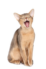 Yawning abyssinian cat