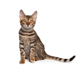 Obraz premium Kitten