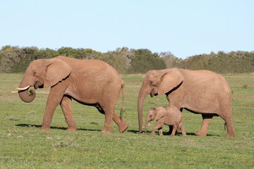 Fototapeta premium Elephant Family