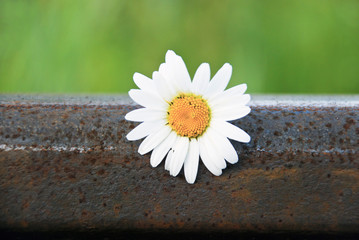 Chamomile