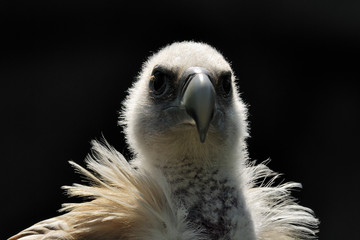 Vulture