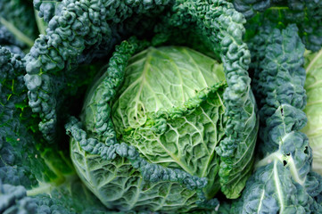 cabbage - vegetable market