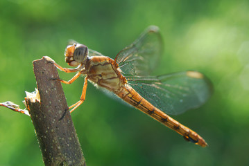 Libellula