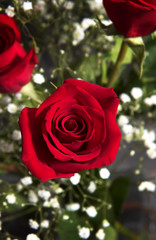 Red roses bouquet