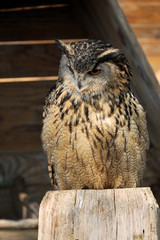 Hibou Le grand Duc