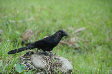 Crotophaga ani - Smooth-billed Ani