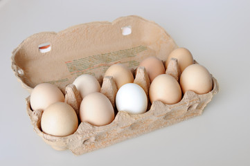 Eggs in Protective Egg Carto