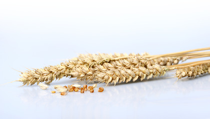 bundle of wheat - studio shot