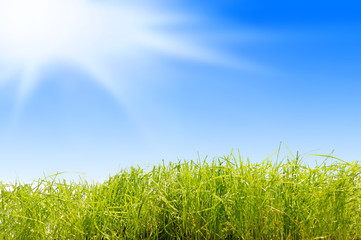 landscape background - field of summer green grass and blue sunn