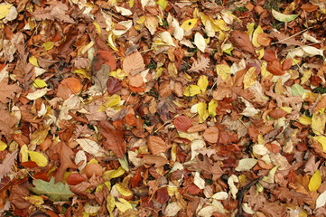 Fallen leaves background