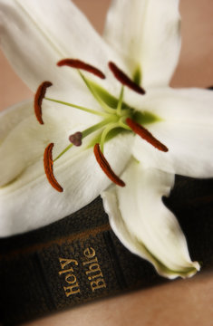 Easter Lily On Bible