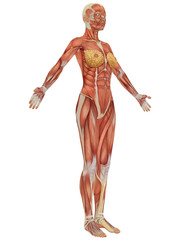 Female Muscular Anatomy Side View