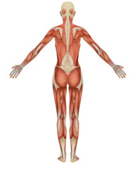 Female Muscular Anatomy Rear View
